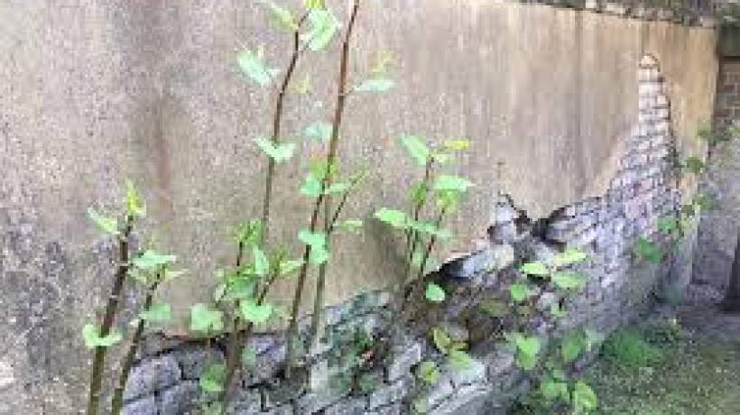 Japanese Knotweed invading our land
