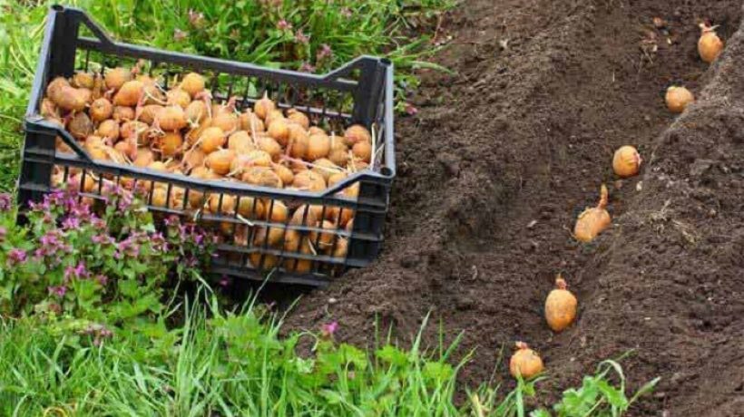 When to Harvest Potatoes? Difference Between Green and Ripe Potatoes