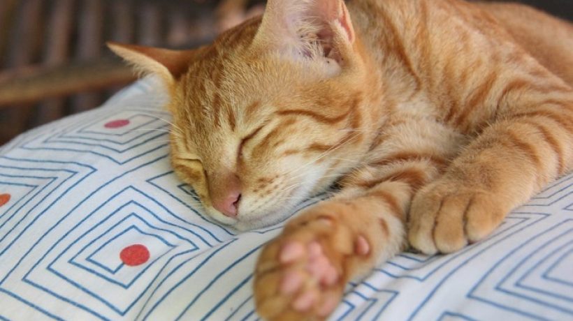 Do Cats Dream? Discover the Dream and Nightmare Facts