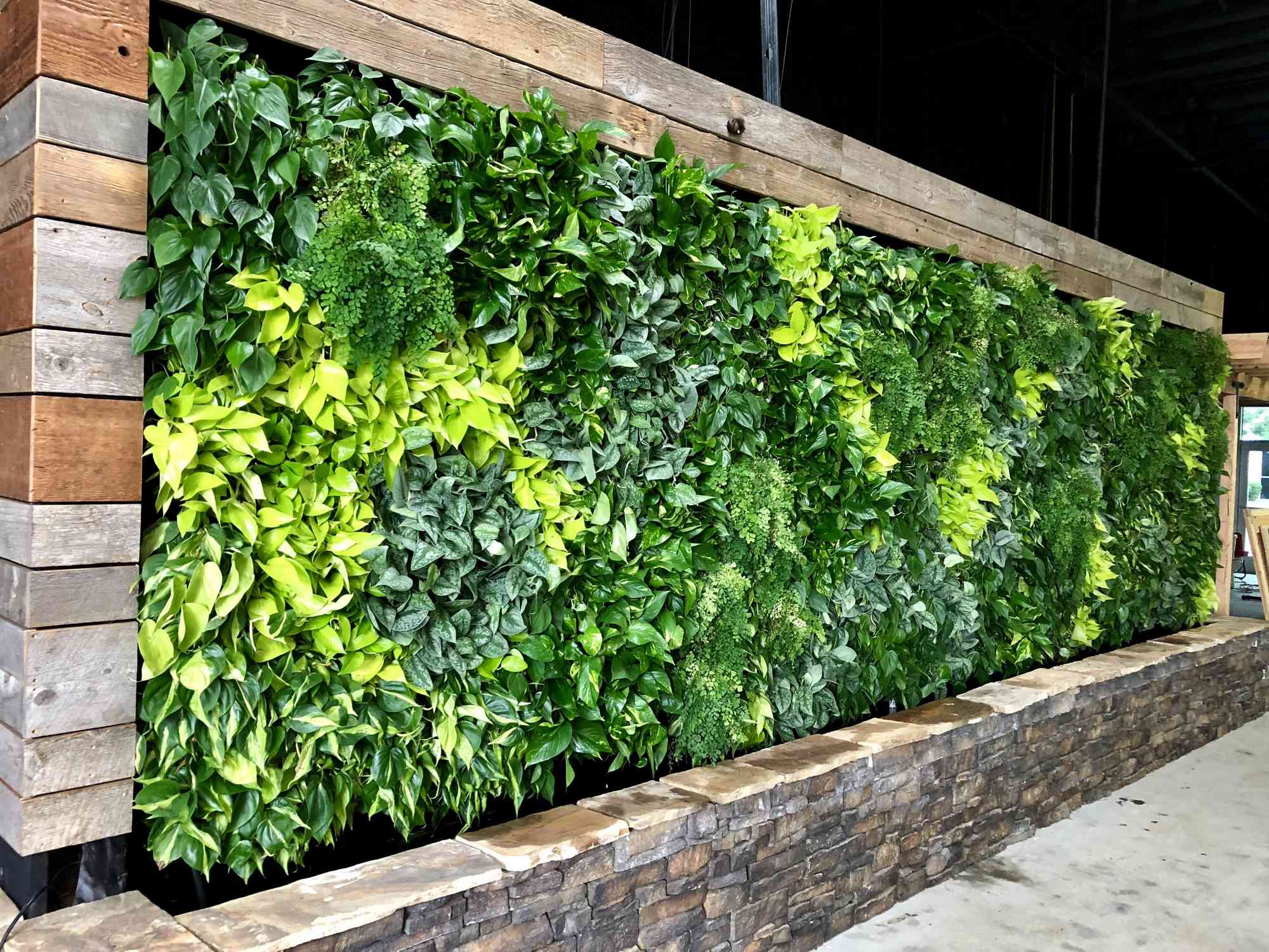 good plants for green walls