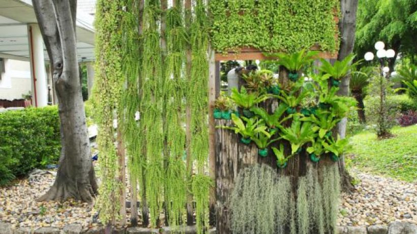 What Are the Good Plants for Green Walls