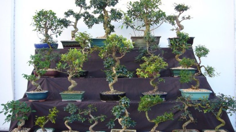 Types of Bonsai to Plant in Your Small and Large Garden