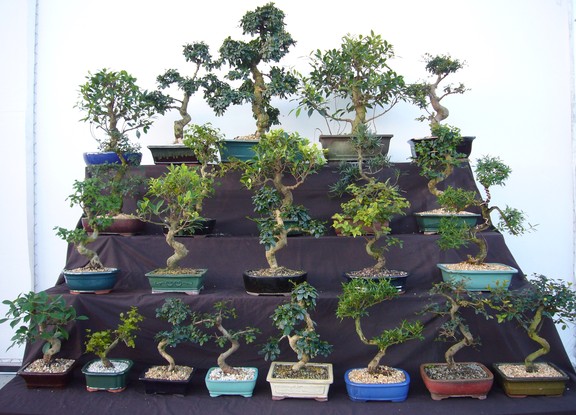 types of bonsai