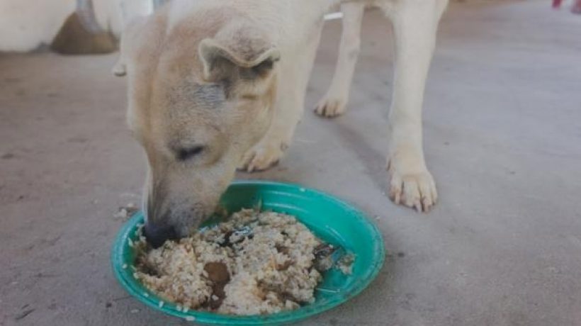 Is Rice Good for Dogs or Not? Find Out the Reasons
