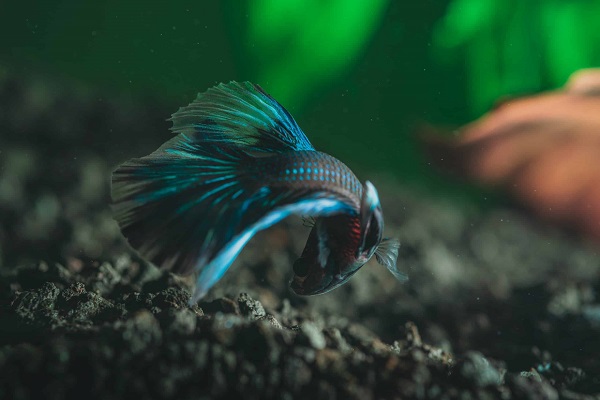 How long can betta fish go without food