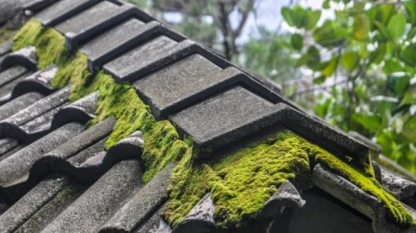 Does Moss Grow On Slate Roofs?
