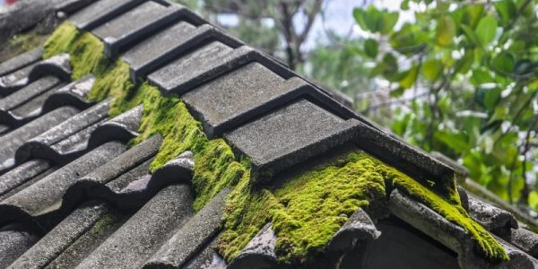 Does Moss Grow On Slate Roofs