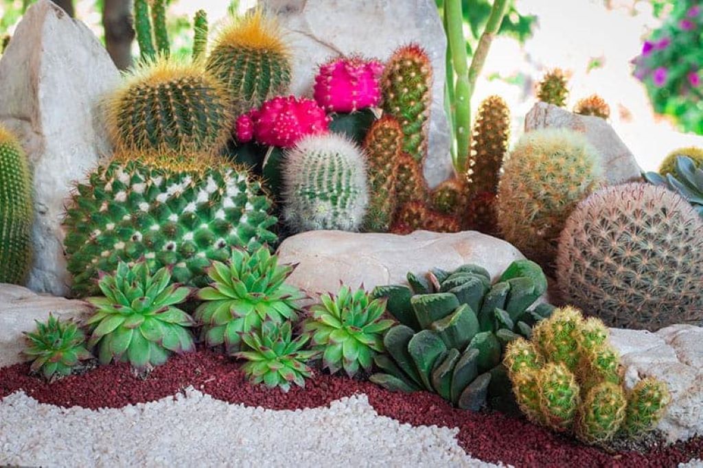 Where is the best place to put a cactus?
