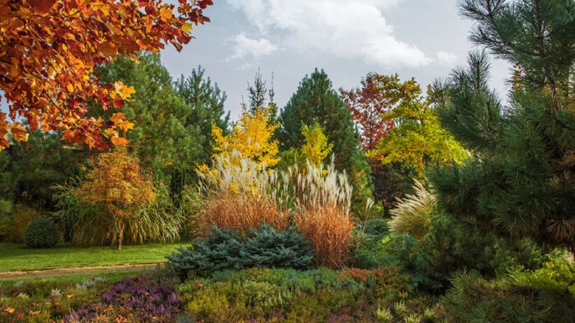 Landscaping Your Garden for a Fall Leaf-Filled Haven: Practical Tips and Creative Ideas