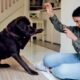 How to train a dog to have good behavior