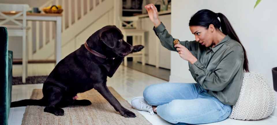 How to train a dog to have good behavior