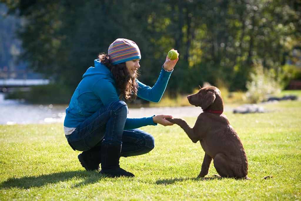 Understanding Dog Psychology