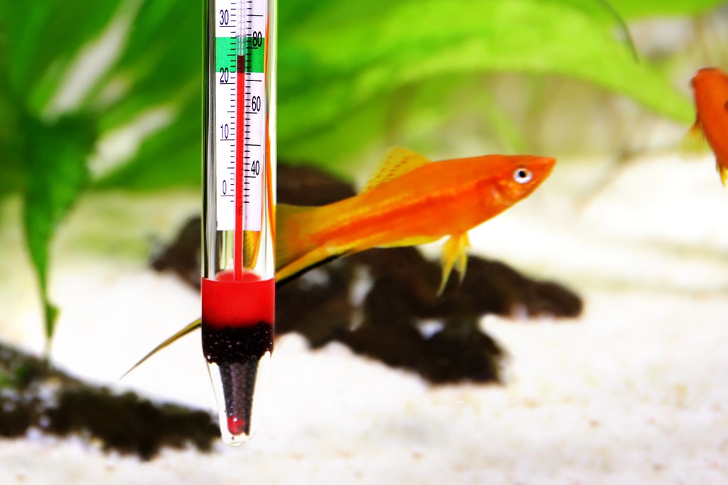 what temperature should my aquarium be for tropical fish​