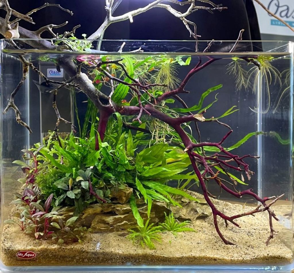 Best aquarium lighting schedules for plant growth