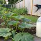 Homemade Milk Spray for Controlling Viral Diseases in Cucumber Plants