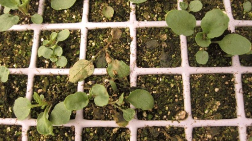 Managing Soil-borne Diseases in Floor Gardens With Limited Drainage