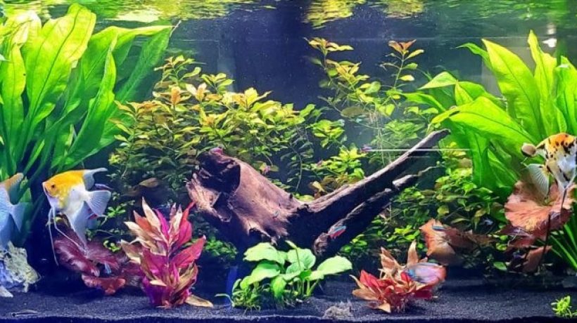 How to Lower pH in Aquarium Naturally: Safe and Effective Methods