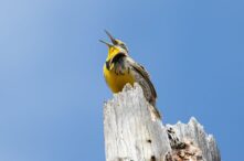 Discover Mannahatta Bird Count Walks: Your Guide to Urban Birding Adventures