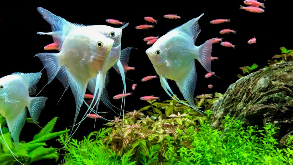 What is a good level for KH in a planted aquarium
