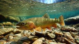 Best Time of Day to Sight-Fish Spooky Golden Trout