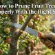 Hands using a hand saw to cut a branch on an apple tree with title text overlay.